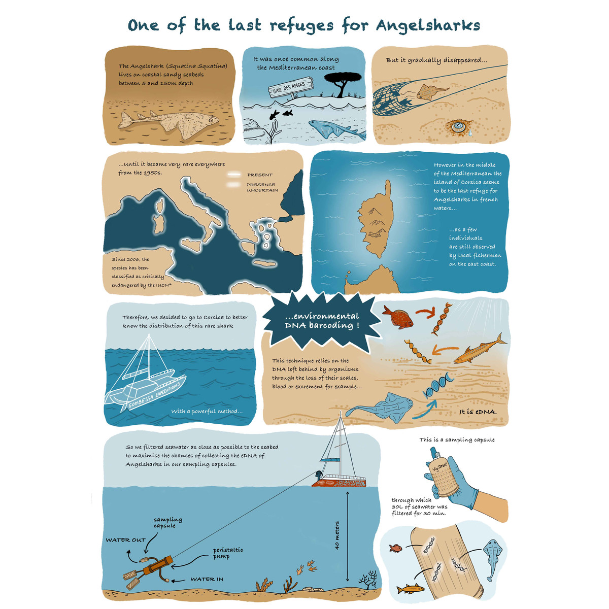 Planche de BD sur la reproduction de l’ange de mer.