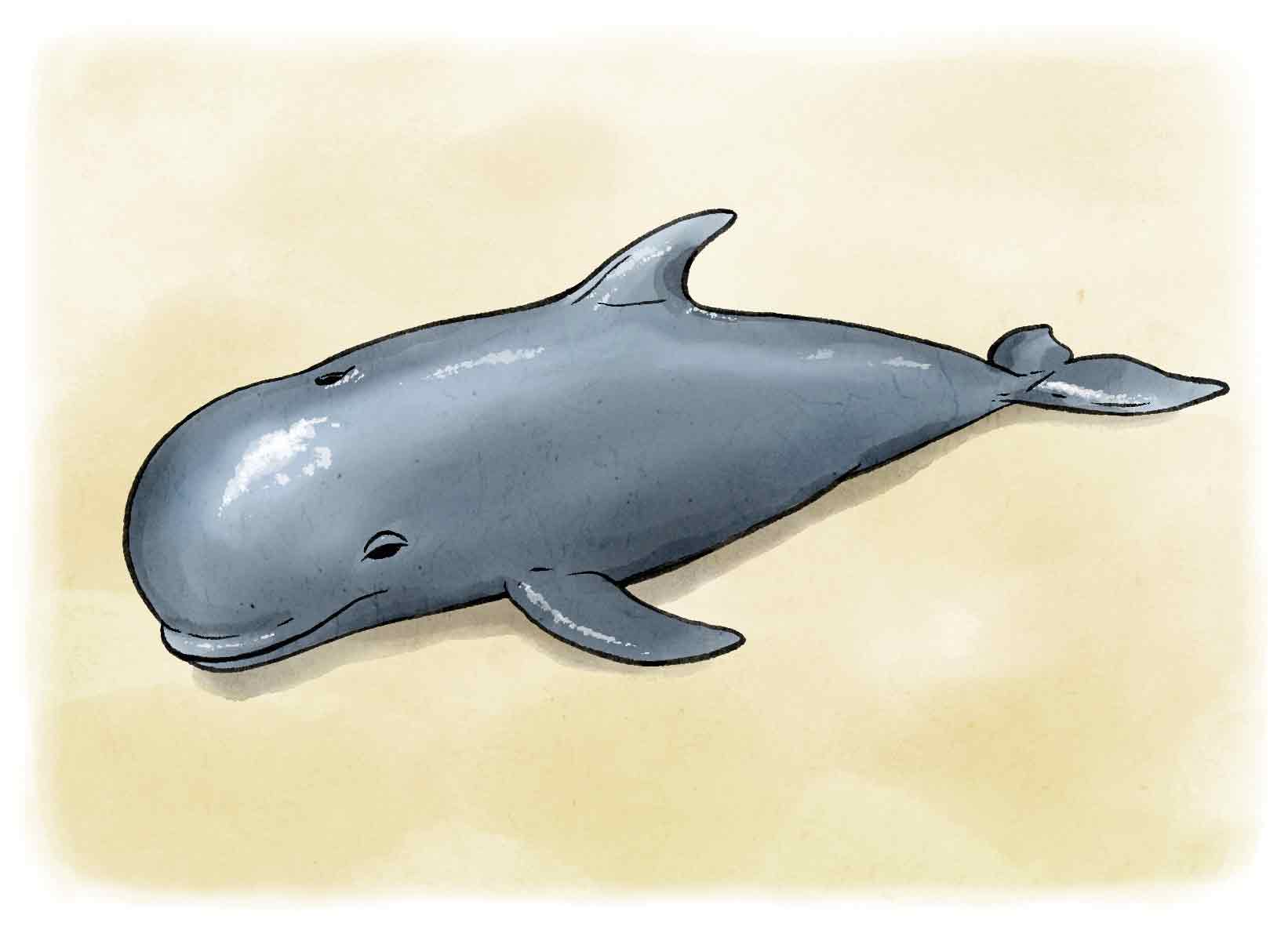 Globicephale à l’aquarelle.