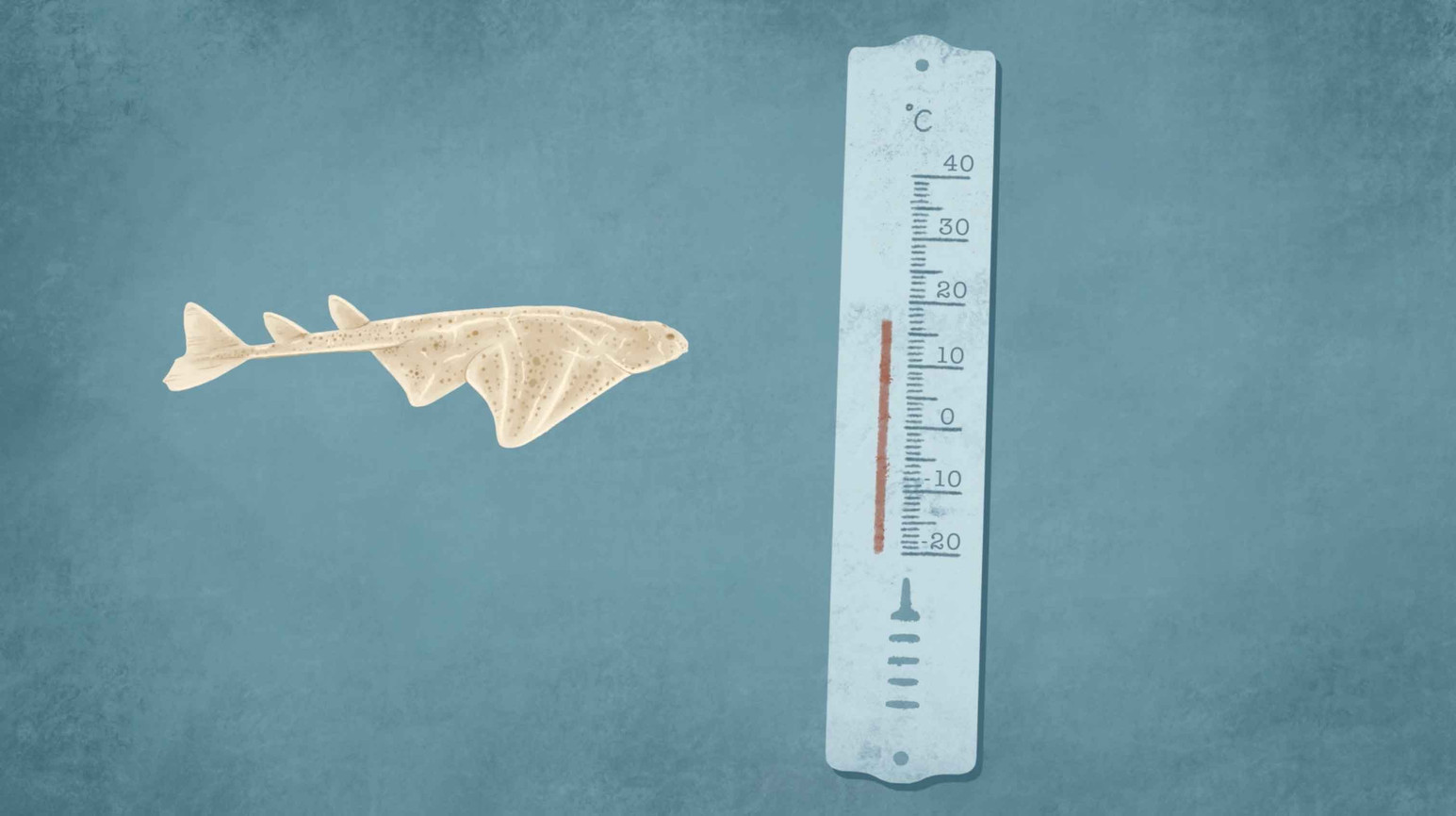 Ange de mer comparé à une règle graduée.